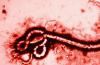 Лихорадка Эбола — симптомы, лечение, история вируса