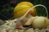 How do snails breed in an aquarium?