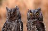 Unique and unusual bird - owl Splyushka